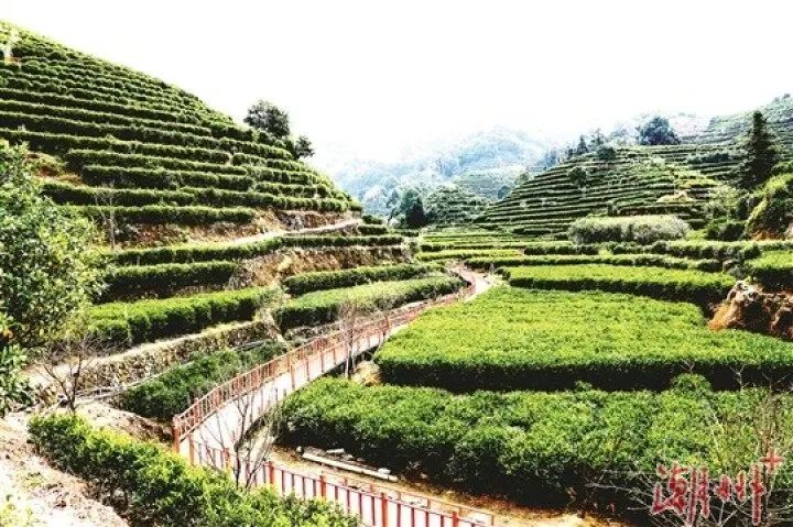 有关于力争到2025年茶产业总产值达400亿元！潮州市凤凰单丛茶产业高质量发展总体规划印发的相关内容