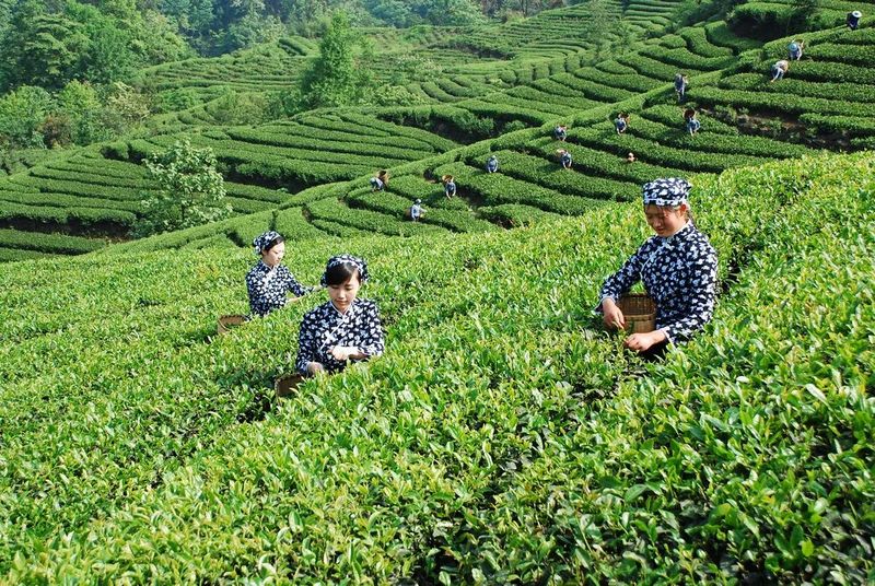 有关于天府龙芽：新标识构图新颖 寓意深远 提振信心的新闻(2)