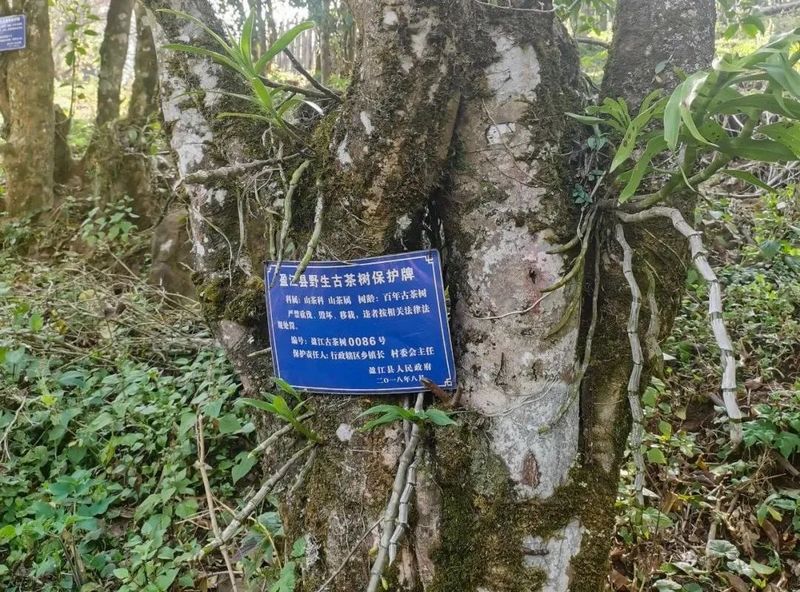 有关于苏典傈僳族乡：小茶叶撑起乡村振兴大产业的相关信息(2)