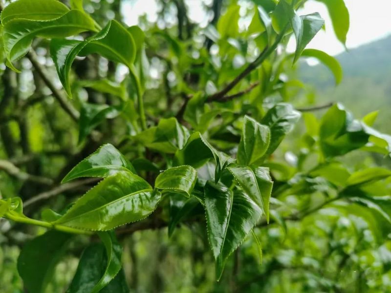 有关于苏典傈僳族乡：小茶叶撑起乡村振兴大产业的相关信息