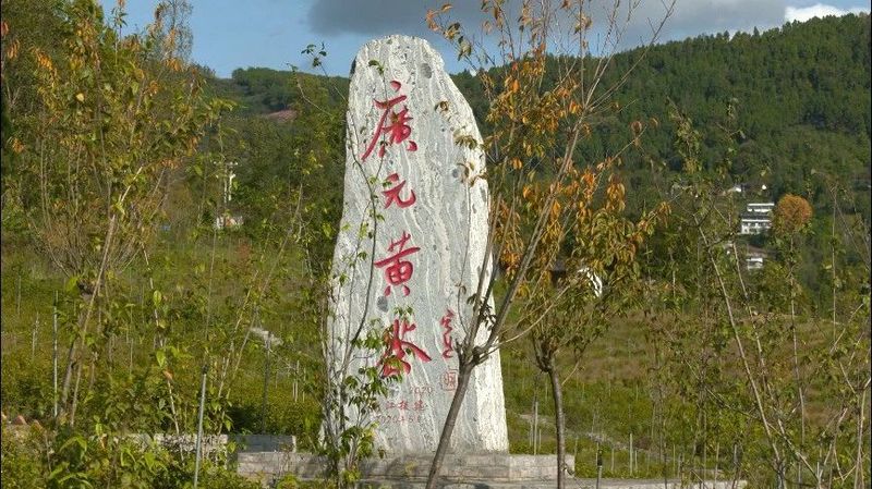 关于旺苍乡村振兴：深挖一片叶 带富千万家的资讯(5)