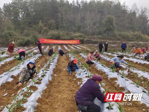 关于花垣:黄金茶园冬种忙的消息