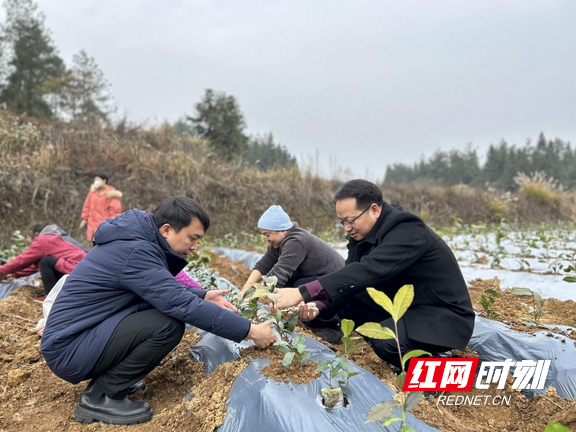 关于花垣:黄金茶园冬种忙的消息(2)