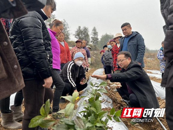 关于花垣:黄金茶园冬种忙的消息(1)