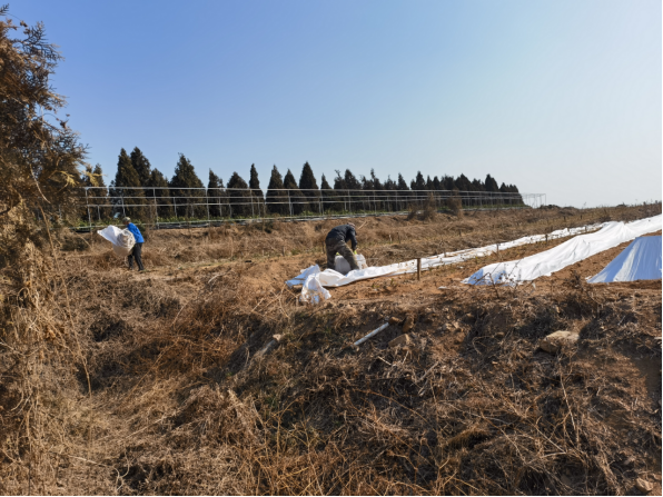 关于岚山：关于做好关于做好春节期间茶园越冬防护工作的通知的资讯(1)
