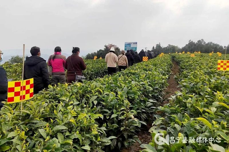 关于昌宁：完成9万亩有机茶园第一轮有机转换认证的内容