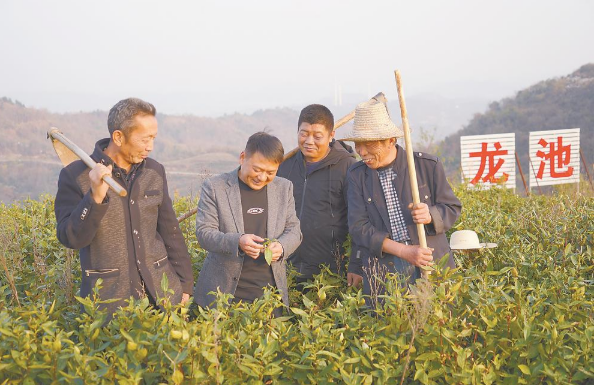 有关于怀宁县：茶旅融合 荒山变“金山”的新闻