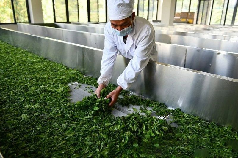 关于海南茶的“独特”基因——海南大叶种的资讯