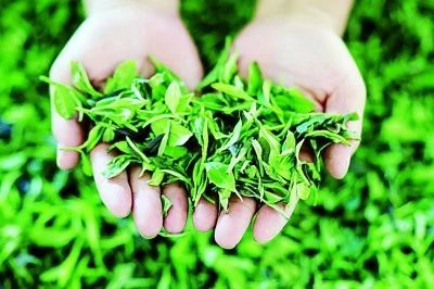 关于茶文化与网络文艺的诗意相融，新媒体时代绽放东方美学的消息(1)