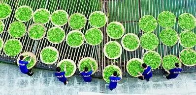 关于茶文化与网络文艺的诗意相融，新媒体时代绽放东方美学的消息(3)