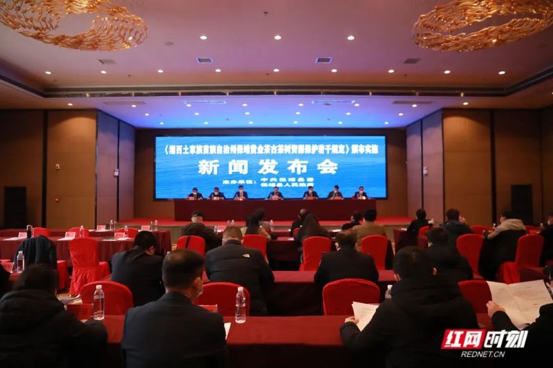关于保靖黄金茶古茶树资源披上保护“铠甲”的新闻