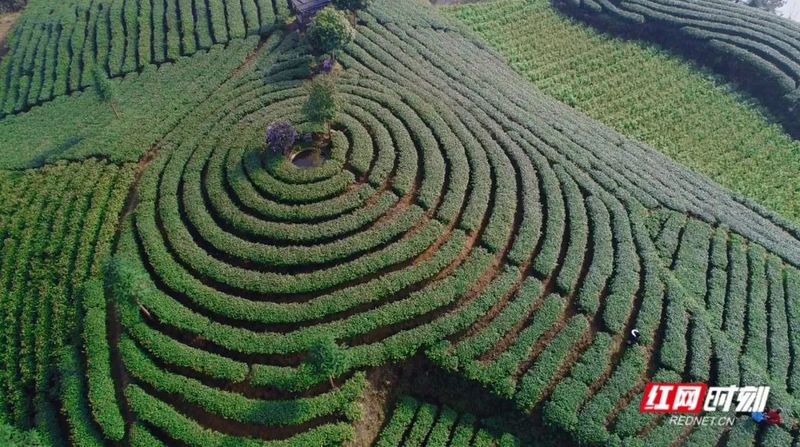 关于保靖黄金茶古茶树资源披上保护“铠甲”的新闻(1)