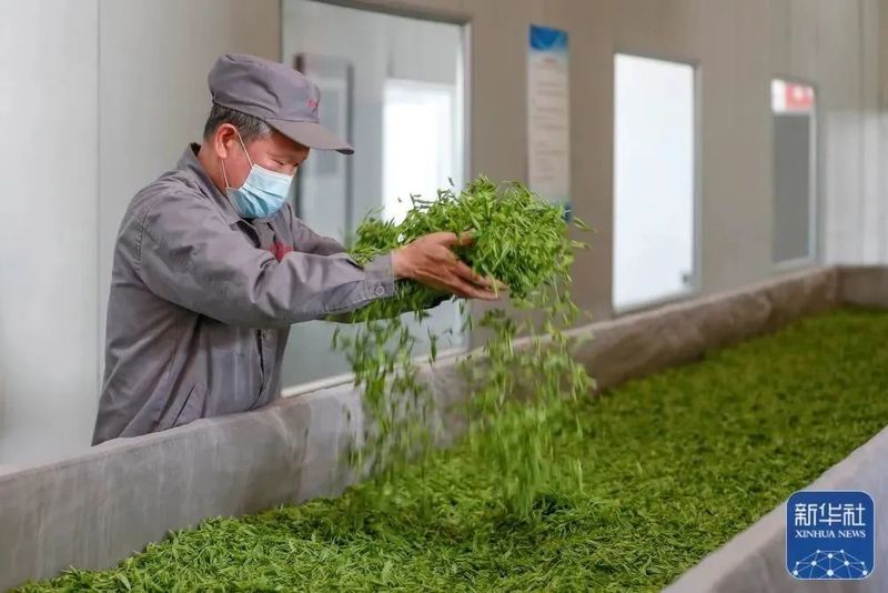 关于聚焦茶非遗！百年祁红的“成长”之路的信息(2)