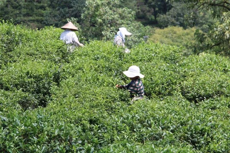 关于聚焦茶非遗！百年祁红的“成长”之路的信息