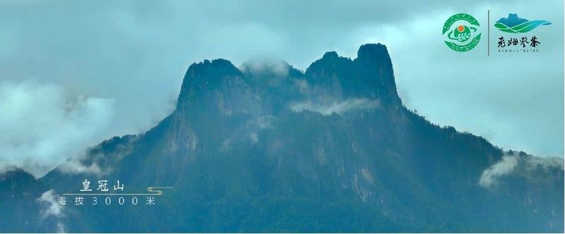 关于茶界新宠：峡谷高山·老姆登茶的新闻(3)