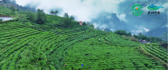 关于茶界新宠：峡谷高山·老姆登茶的新闻(1)