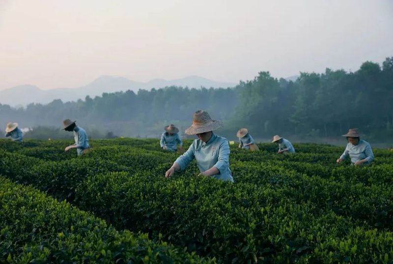 有关于聚焦茶非遗！“沉浸式”解密六安瓜片制作技艺的最新消息