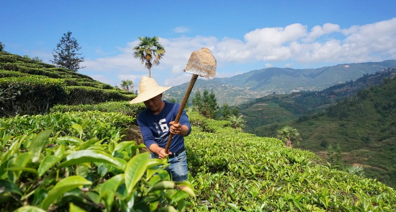 关于红河州红河县：让“小树叶”变成致富“小金叶”的资讯