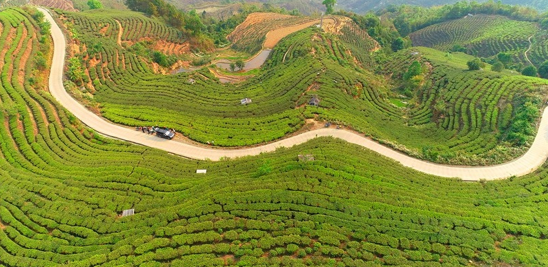 关于红河州红河县：让“小树叶”变成致富“小金叶”的资讯(1)