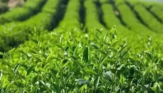 有关于临沧凤庆：做好绿色“茶”文章 做强富民产业链的资讯(2)