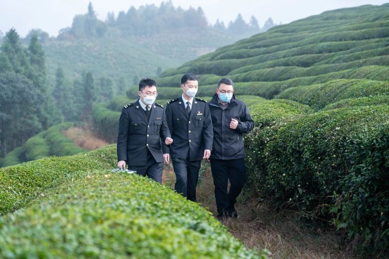 有关于上饶海关助力茶企去年出口茶叶6.3亿元的相关内容