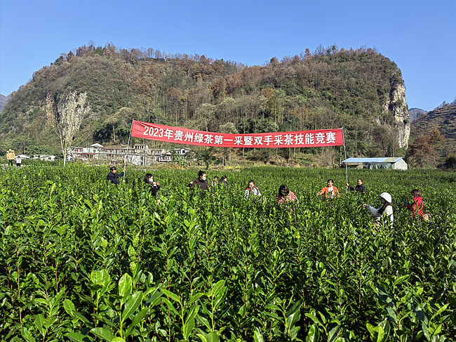 有关于晴隆春茶迎来“第一采”的资讯