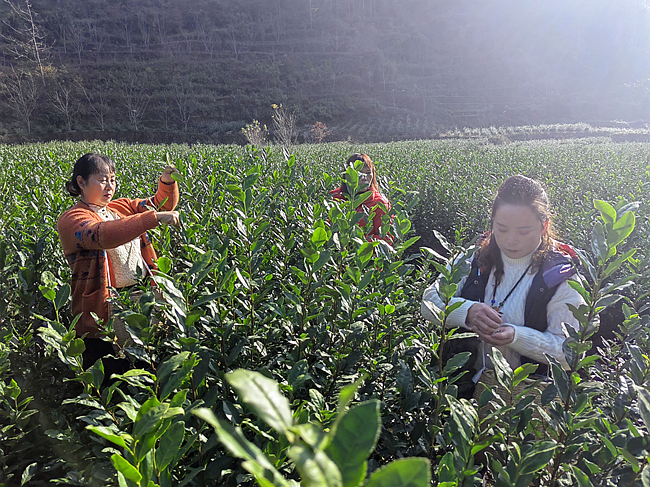 有关于晴隆春茶迎来“第一采”的资讯(2)