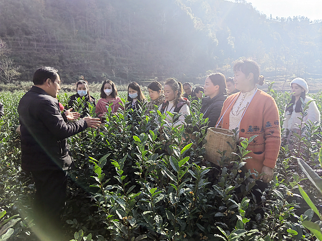 有关于晴隆春茶迎来“第一采”的资讯(1)