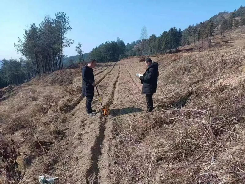 关于古丈县如火如荼开展茶叶产业基地建设验收的最新消息