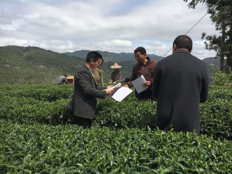 有关于奋进中的高山茶乡：“奇迹金叶”如何持续升级拓展？的消息(8)