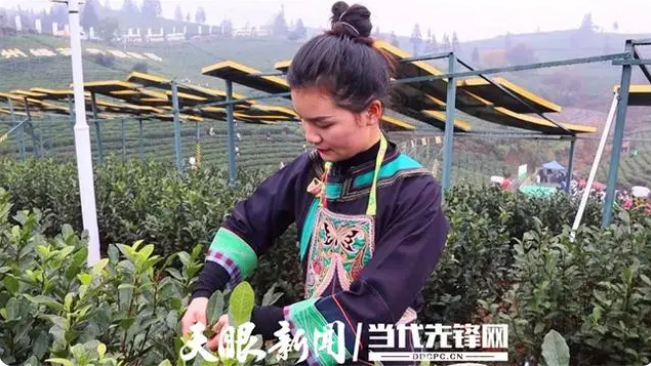 有关于贵州普安：寒意料峭时 茶山春意浓的相关信息
