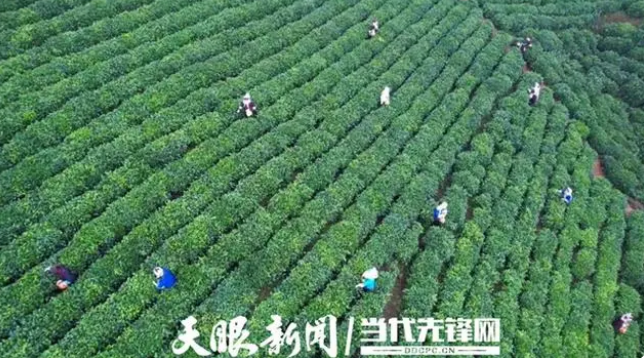 有关于贵州普安：寒意料峭时 茶山春意浓的相关信息(1)