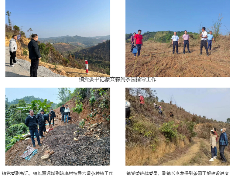 有关于藤县同心镇：加快生态茶园建设步伐，联农富农助力乡村振兴的最新消息(1)