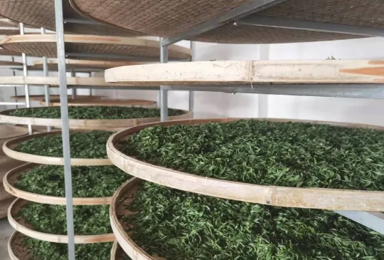 有关于悦乐镇沙坪村茶产业收益又分红了！的最新消息(2)