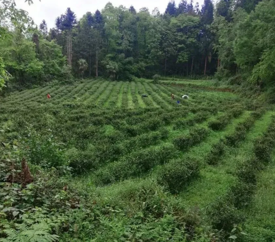 有关于悦乐镇沙坪村茶产业收益又分红了！的最新消息(3)