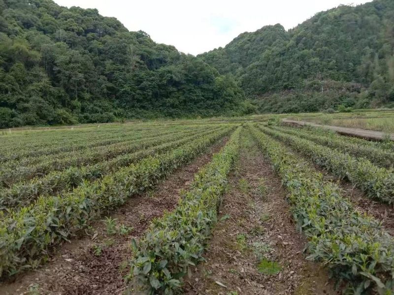 有关于江西浮梁：磻溪问茶的内容(1)