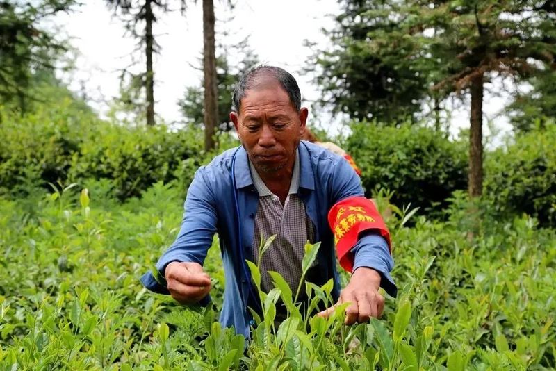 有关于贵州省委书记徐麟在黔西南自治州调研强调，继续把茶产业做大做强的相关内容(3)