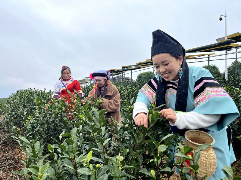 有关于贵州省委书记徐麟在黔西南自治州调研强调，继续把茶产业做大做强的相关内容(1)