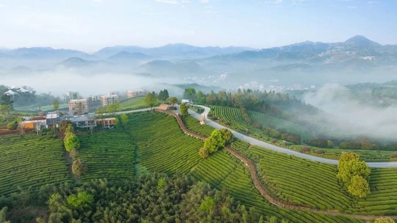 有关于越州茗品 千年贡茶——诸暨市西施石笕茶推介会在杭召开的消息(11)