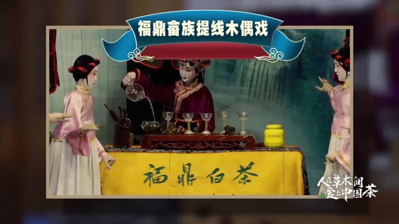 关于福建有一种畲族木偶泡的“非遗”茶的相关信息(3)