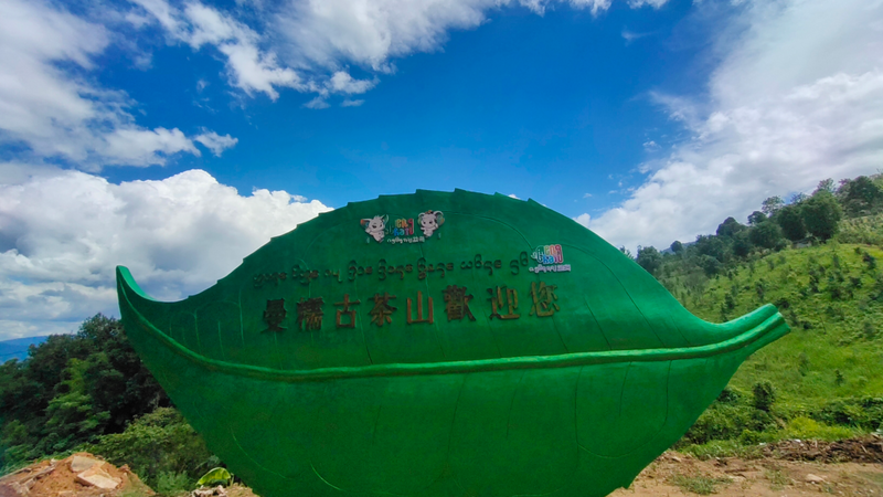关于勐海县：一片绿茶叶，敲开大山人的“致富门”的新闻(3)