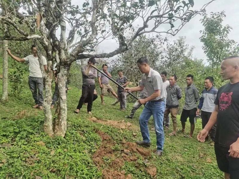 关于勐海县：一片绿茶叶，敲开大山人的“致富门”的新闻(4)