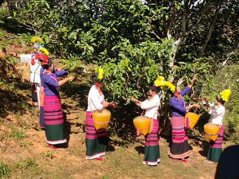 关于勐海县：一片绿茶叶，敲开大山人的“致富门”的新闻(1)