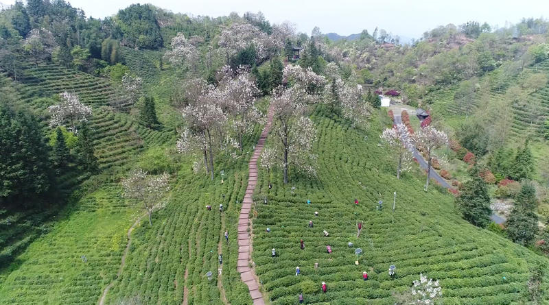 关于一盏红茶里的“世界对话”的最新消息(11)
