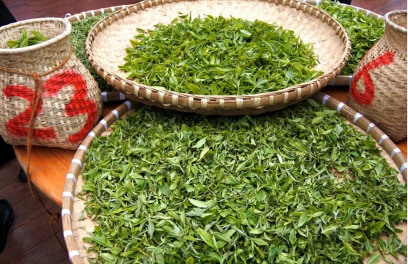 有关于新年新茶“第一采” 普安春茶富山乡的内容(3)