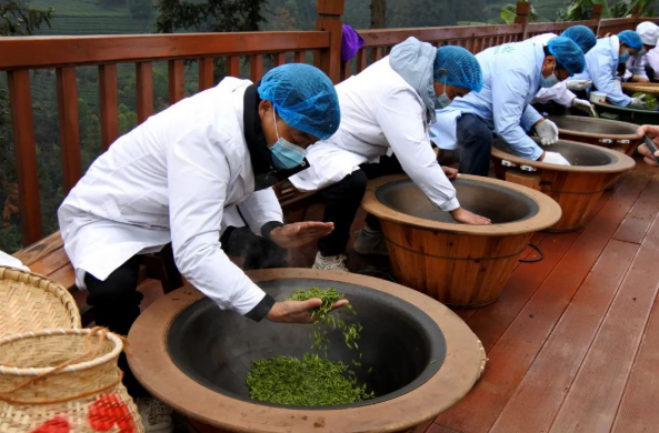 有关于新年新茶“第一采” 普安春茶富山乡的内容(1)