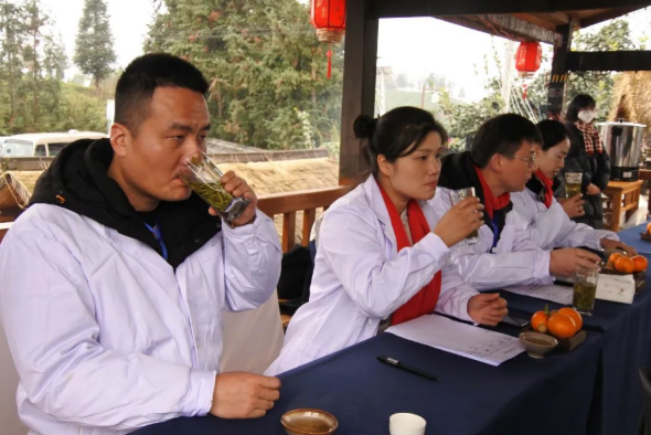 有关于新年新茶“第一采” 普安春茶富山乡的内容(6)