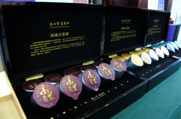 有关于新年新茶“第一采” 普安春茶富山乡的内容(4)