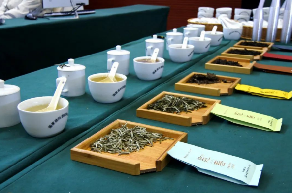 有关于新年新茶“第一采” 普安春茶富山乡的内容(5)