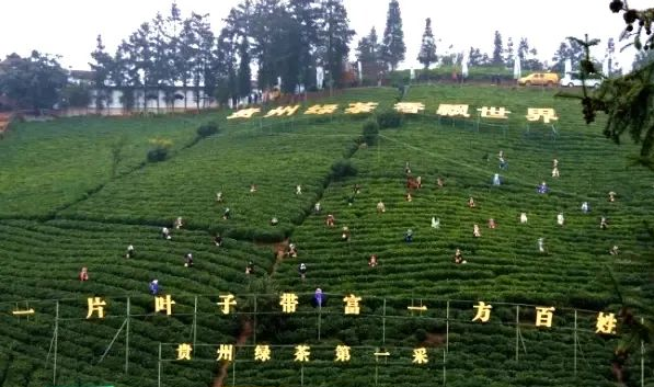 有关于新年新茶“第一采” 普安春茶富山乡的内容(2)